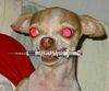 Perro drogadicto